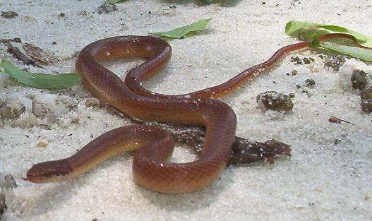 Pine woods snake