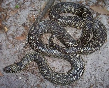patternless FL king female