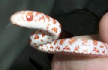 albino racer
