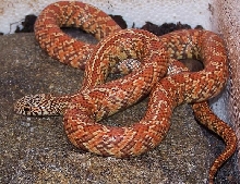 red hypo FL king
