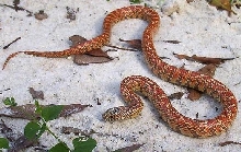 hypo Fl king 99b