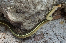 peninsula ribbon snake