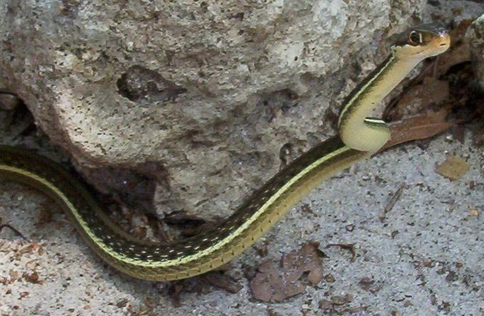 peninsula ribbon snake