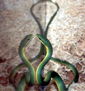 rough greensnake