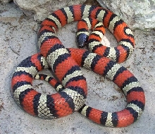 L.ruthveni