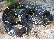 SC female king
