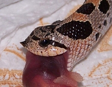 simus feeding 1a