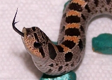 simus curious1