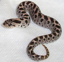 baby southern hognose 2
