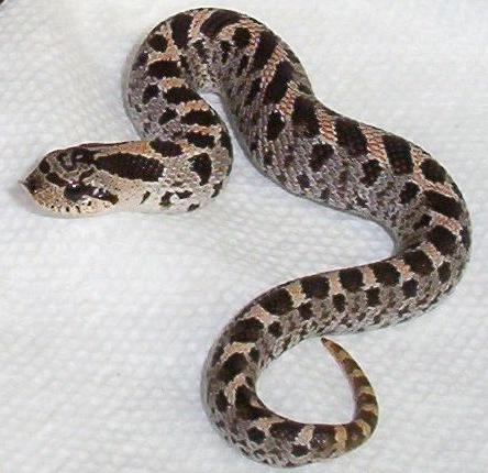 baby southern hognose 2