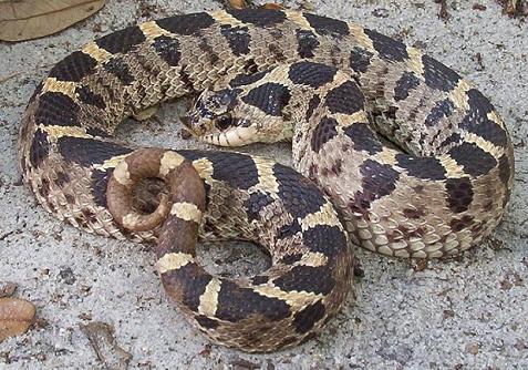 Female southern hognose4