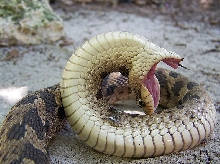 Southern hognose death feign