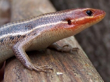 S.E. 5 lined skink