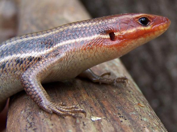 S.E. 5 lined skink