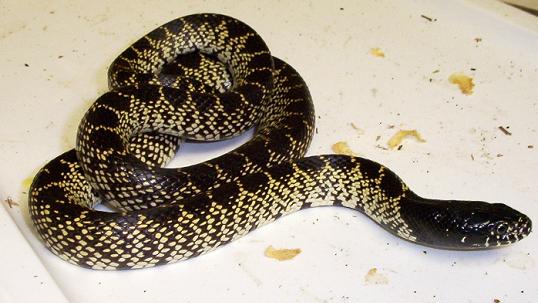 Splendida male