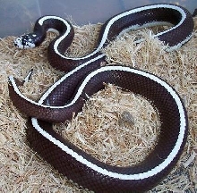 striped Cal king