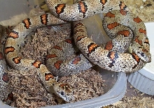 Thayeri pair
