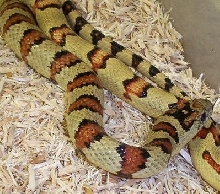 thayeri male