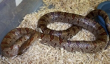 female VA mole king