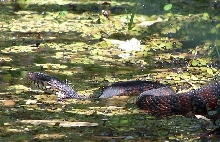 FL banded water snake