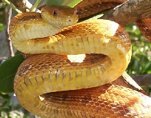 yellow rat44