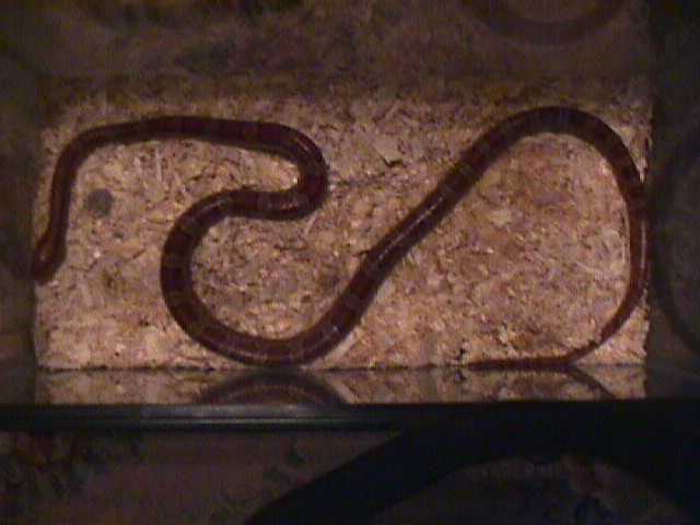 proven male red rat snake $30