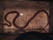 proven male red rat snake $30