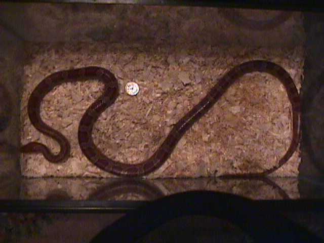 proven male red rat snake $30