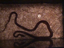 proven female red rat snake $25