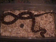 female red rat snake $20