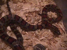 female red rat snake $20