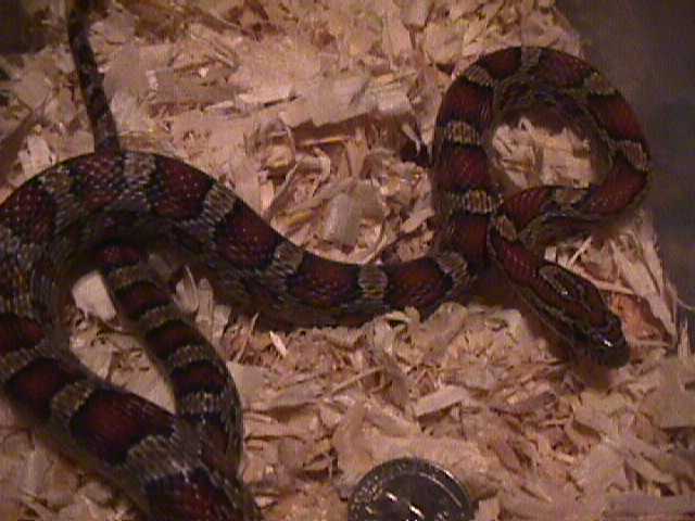 female red rat snake $20