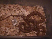 female yellow rat snake $15