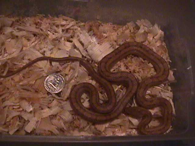 female yellow rat snake $15