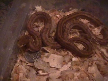 female yellow rat snake $15