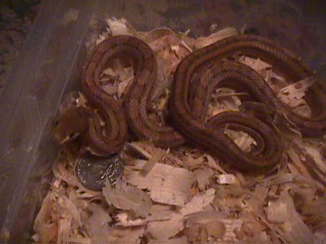 female yellow rat snake $15
