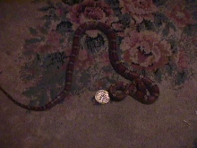 female red rat snake $20
