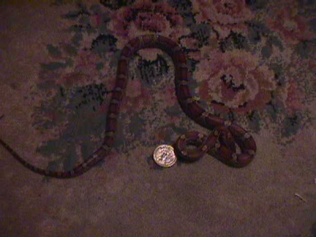 female red rat snake $20
