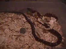 female red rat snake $20
