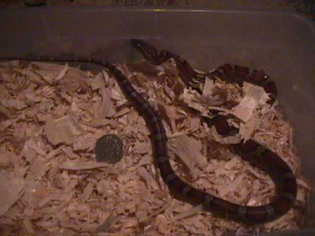 female red rat snake $20