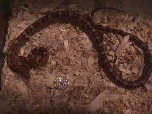 male red rat snake $20
