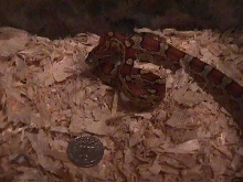 male red rat snake $20