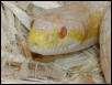 snow corn