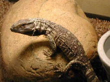 Black throat