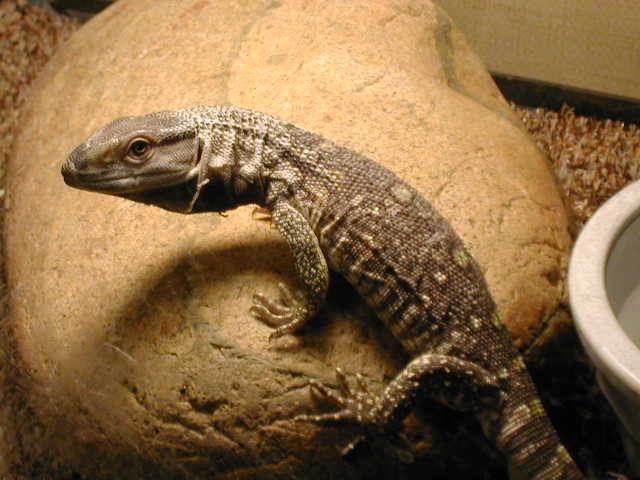 Black throat