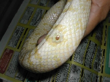 corn snake sore