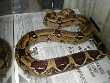 female boa