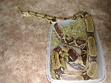 female boa 2