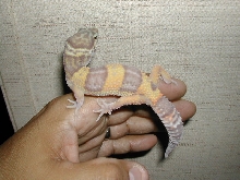 gecko