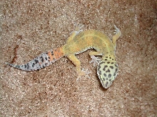hypo tang gecko